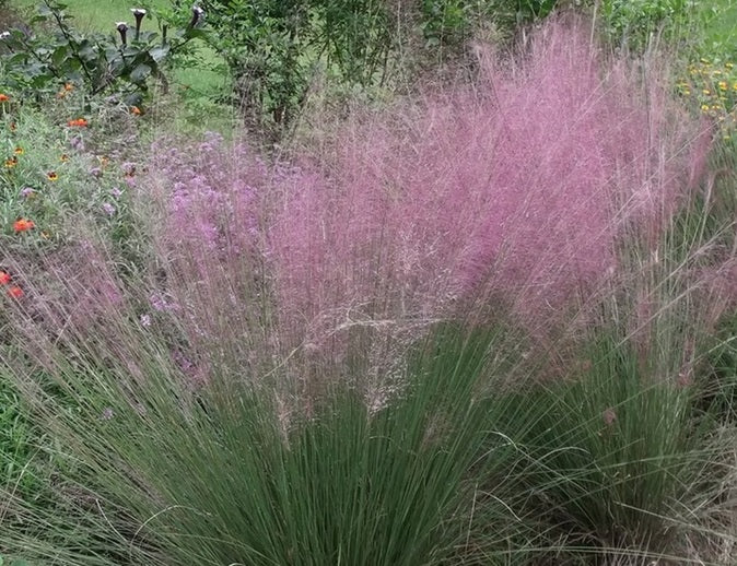 Ornamental Grass Seeds - Purple Lovegrass - The Bamboo Seed