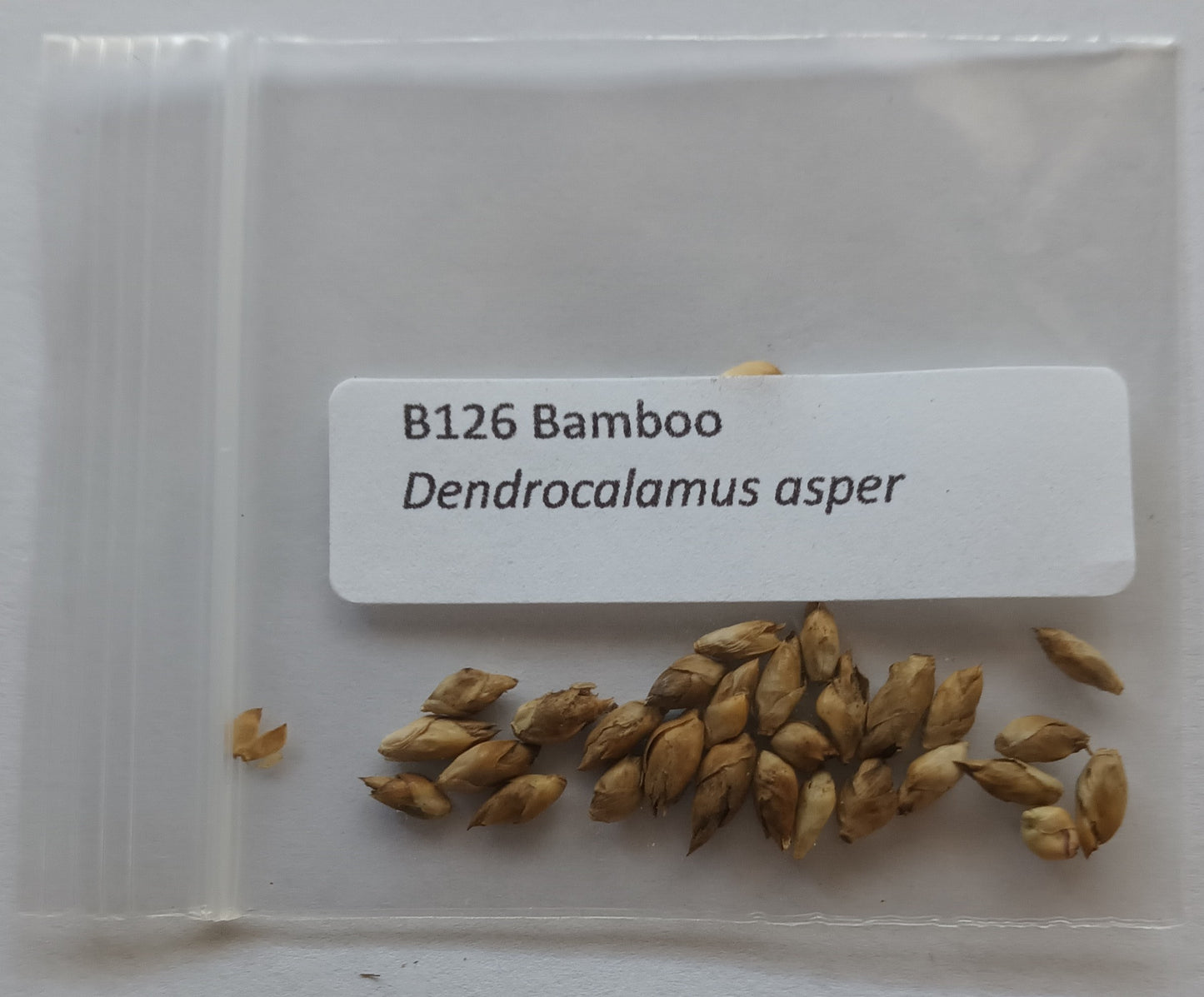 Dendrocalamus asper seeds