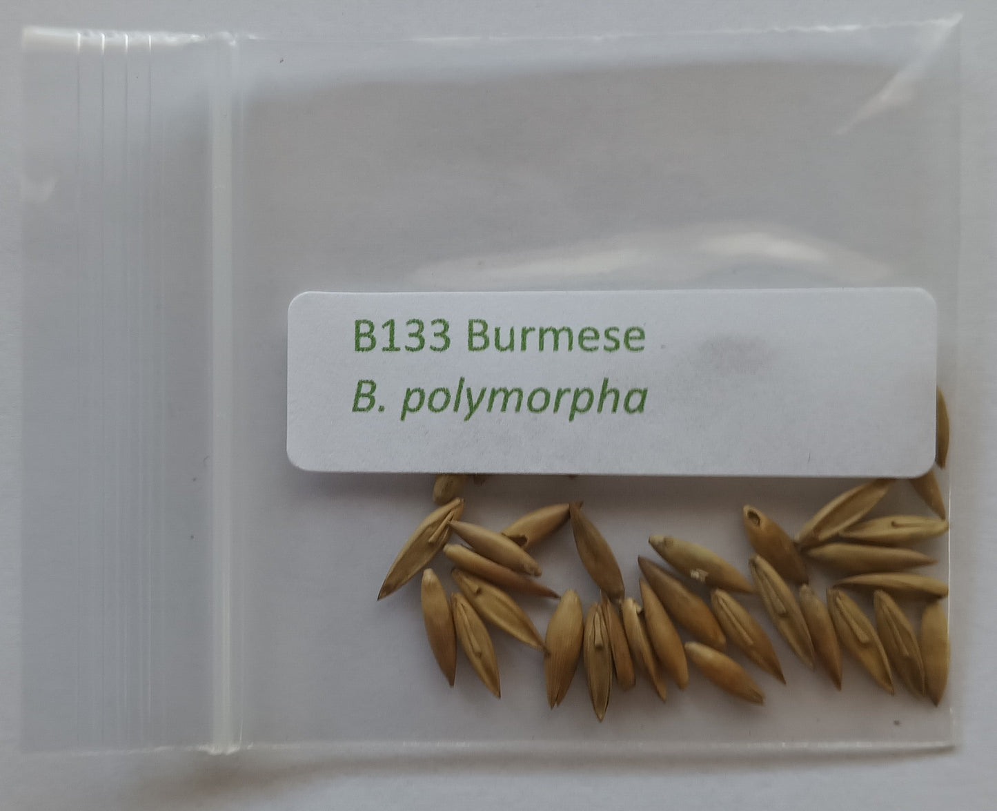 Burmese bamboo seeds for sale