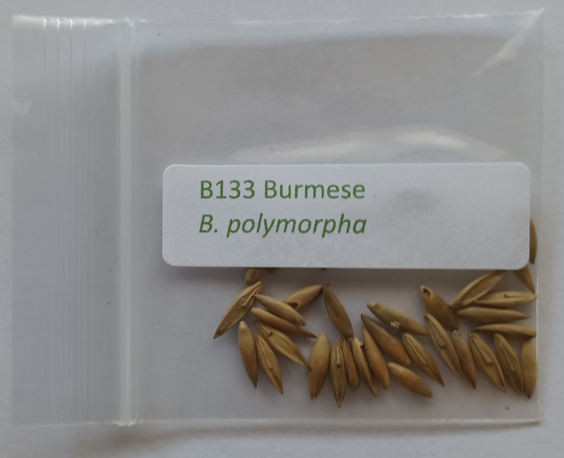 Burmese bamboo seeds for sale