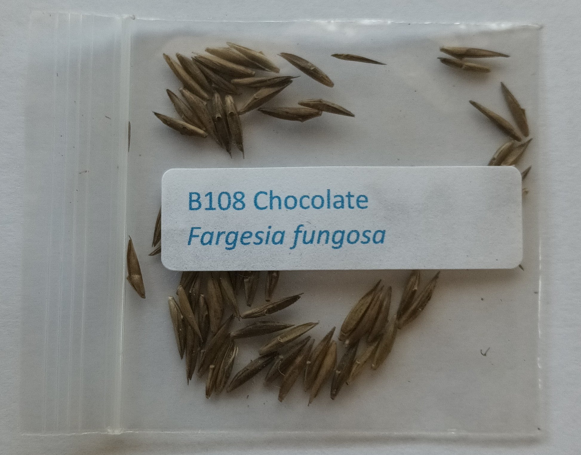 Chocolate bamboo seeds