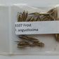 Fargesia angustissima bamboo seeds