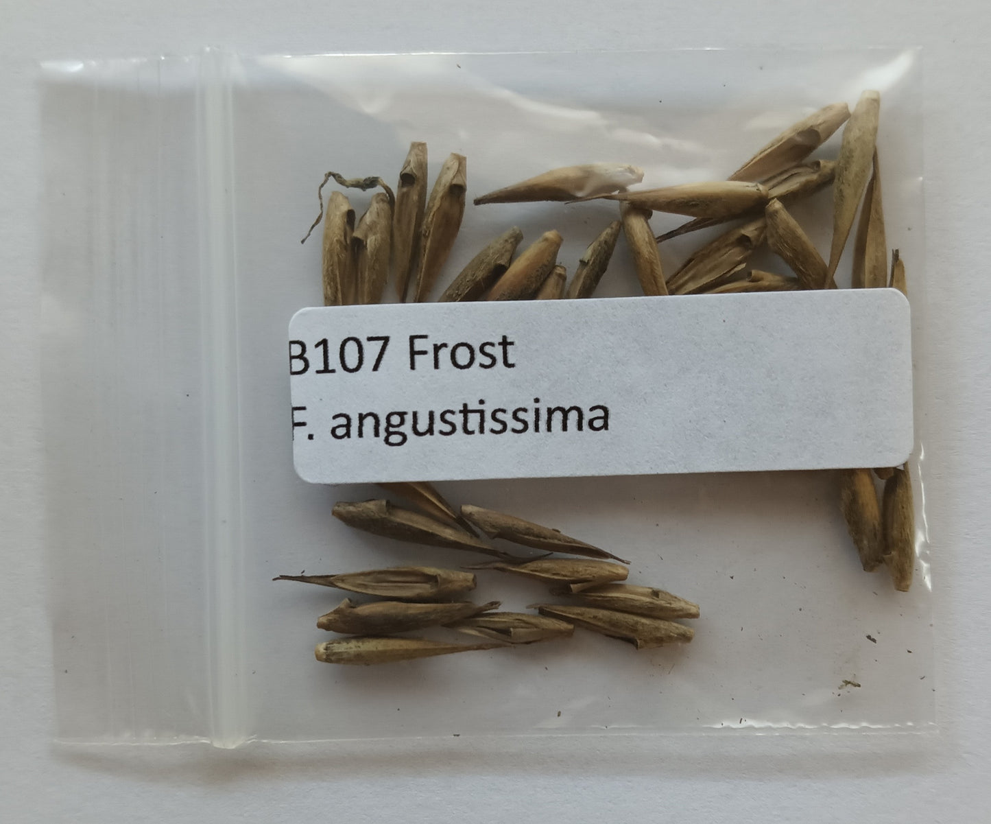 Fargesia angustissima bamboo seeds