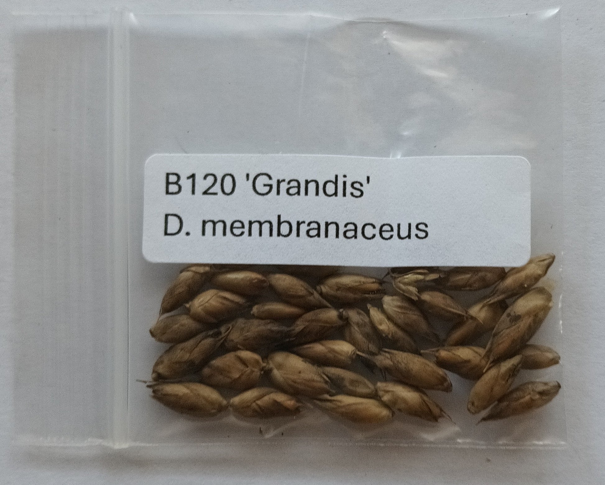 Dendrocalamus membranaceus grandis bamboo seeds for sale