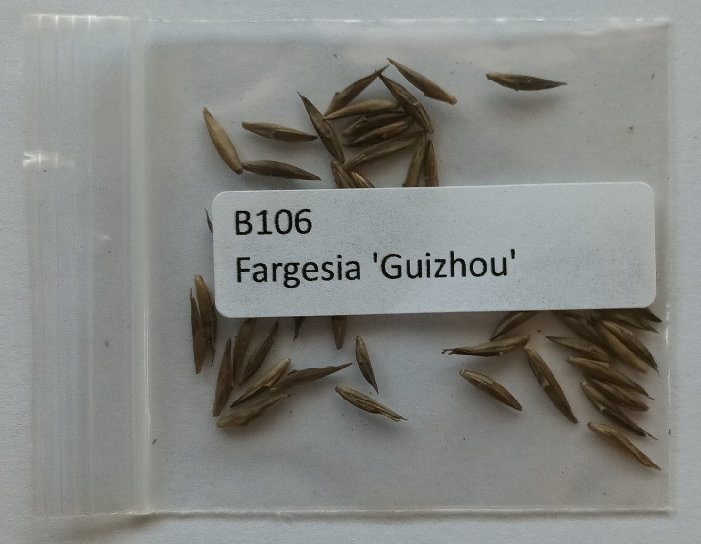 Fargesia guizhou bamboo seeds