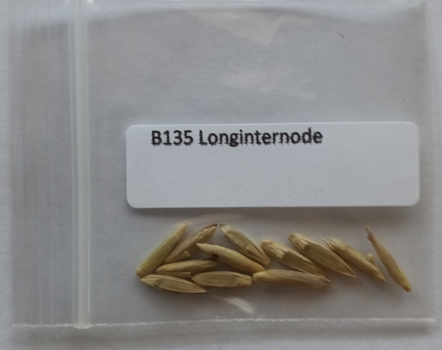 Longinternode bamboo seeds for sale online