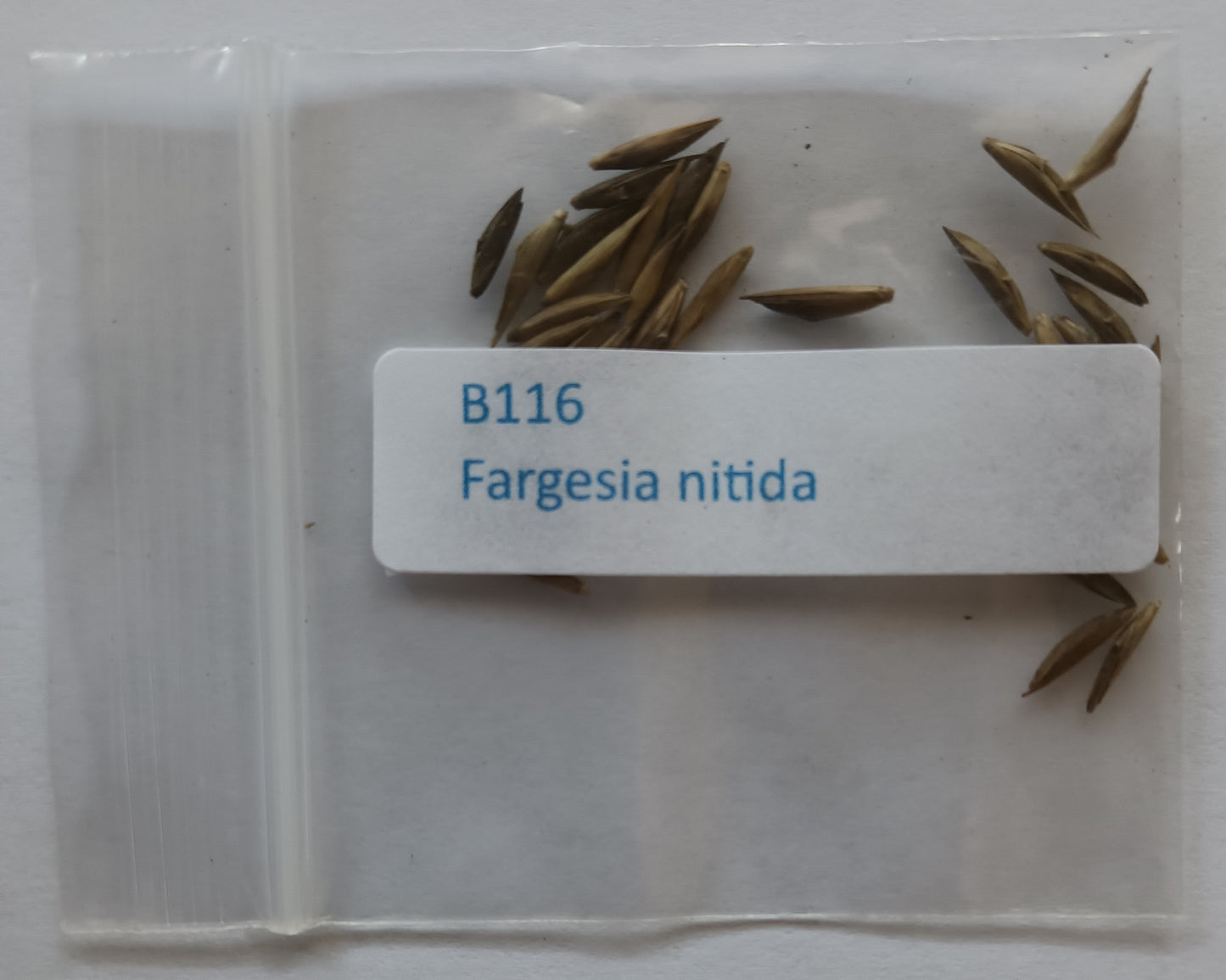 Red fargesia nitida seeds