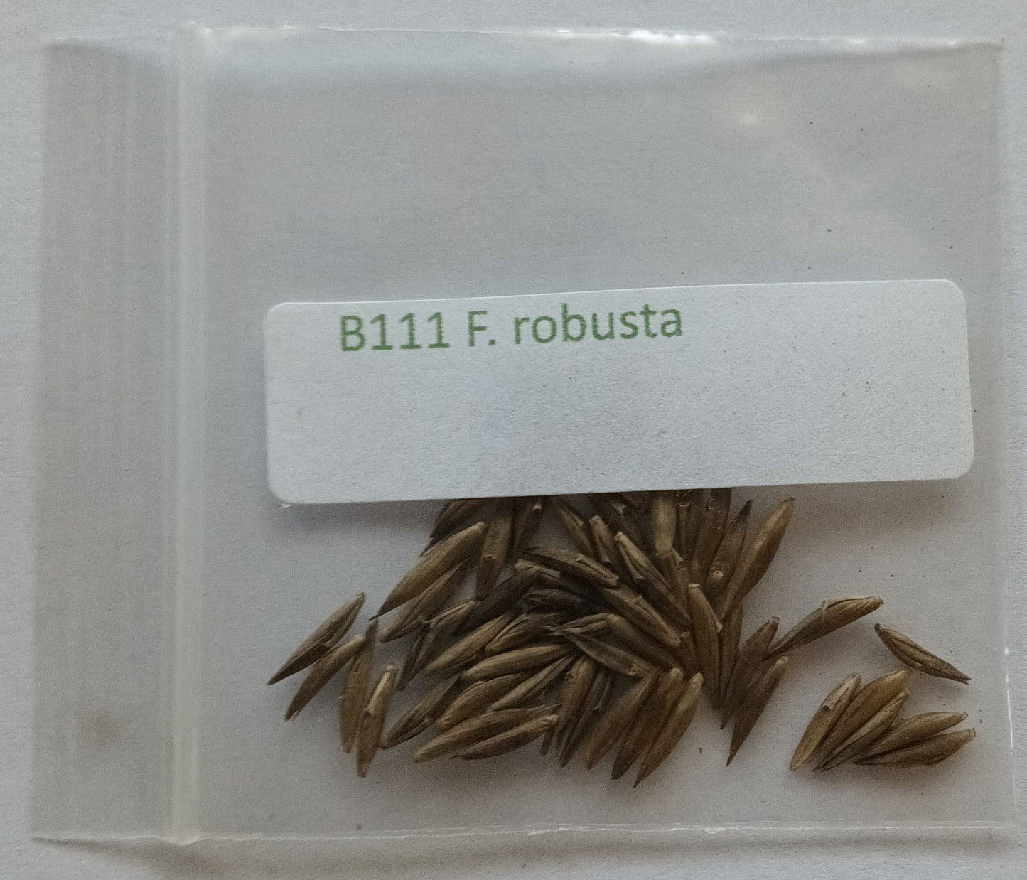 Bamboo seeds robusta