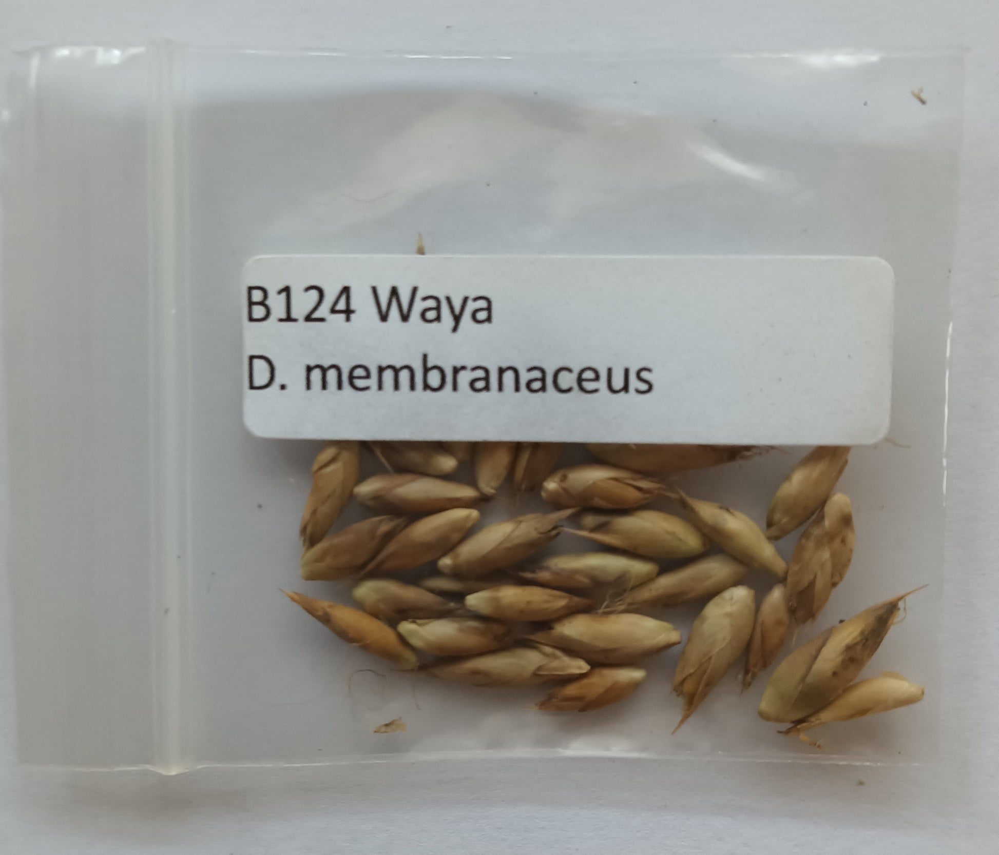 Dendrocalamus membranaceus seeds for sale