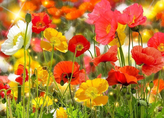 Poppy Seeds - Shirley - The Bamboo Seed