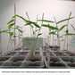 Dendrocalamus strictus bamboo seedlings