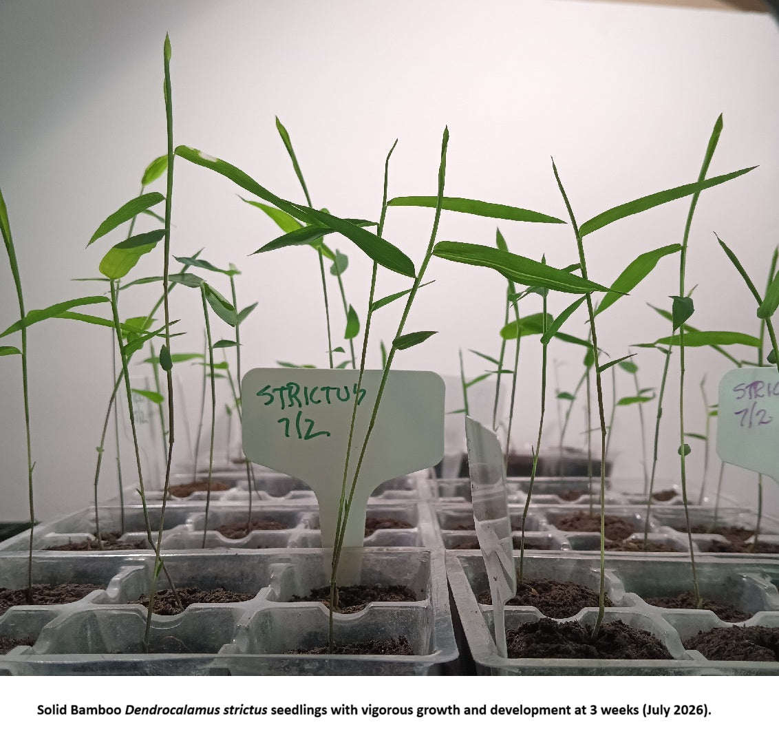 Dendrocalamus strictus bamboo seedlings