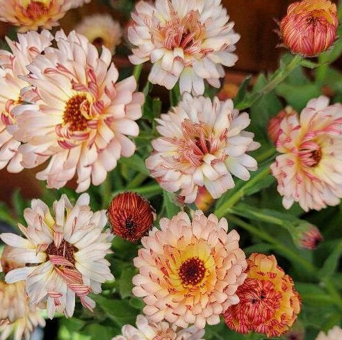 Marigold Seeds - Strawberry Blonde - The Bamboo Seed