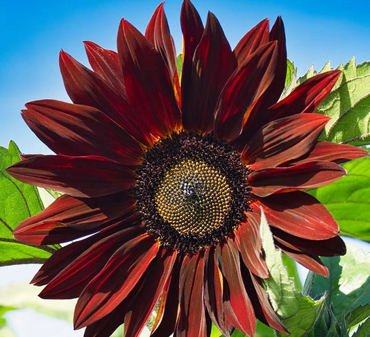 Sunflower Seeds - Chocolate Cherry - The Bamboo Seed