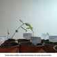 Sweet Shoot Dendrocalamus latiflorus seedling bamboo for sale