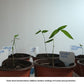 Sweet Shoot bamboo seedlings for sale