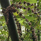 Sweet Shoot Bamboo seeds Dendrocalamus latiflorus