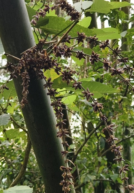Sweet Shoot Bamboo seeds Dendrocalamus latiflorus