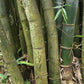 Sweet Shoot Bamboo seeds for sale