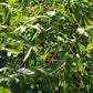 Taiwan Giant Bamboo Seedlings (4-pak)