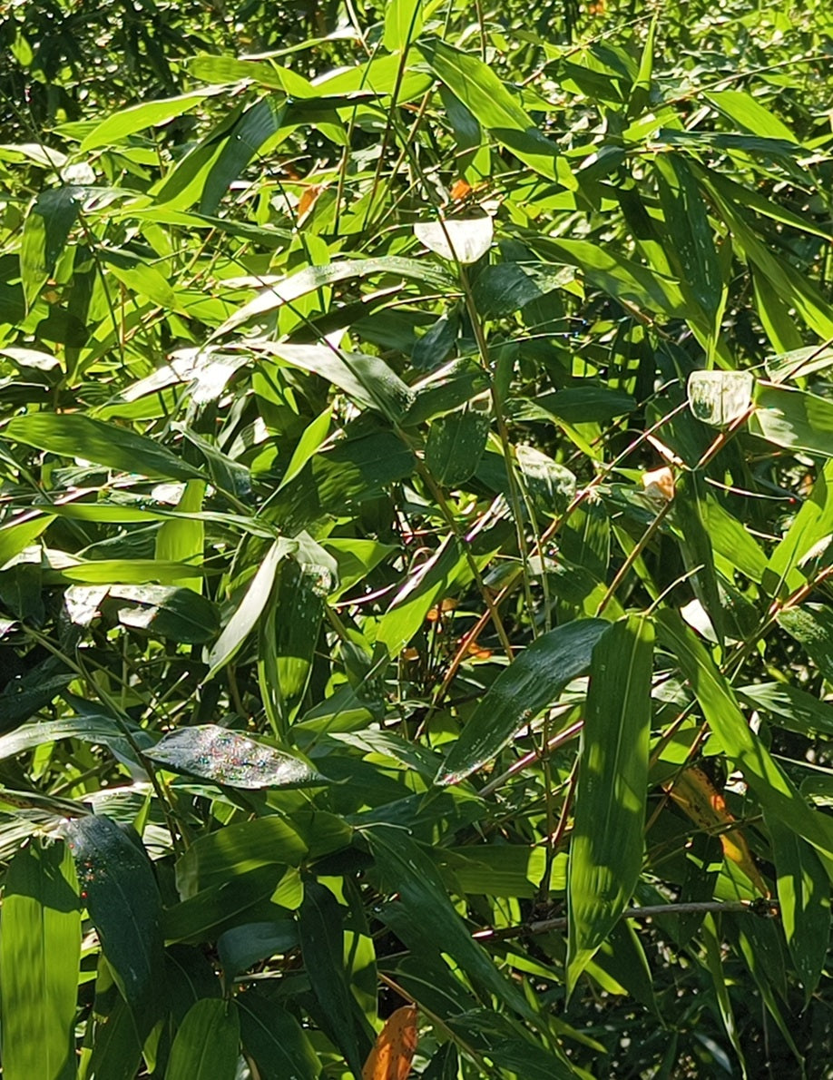 Taiwan Giant Bamboo Seedlings (4-pak)