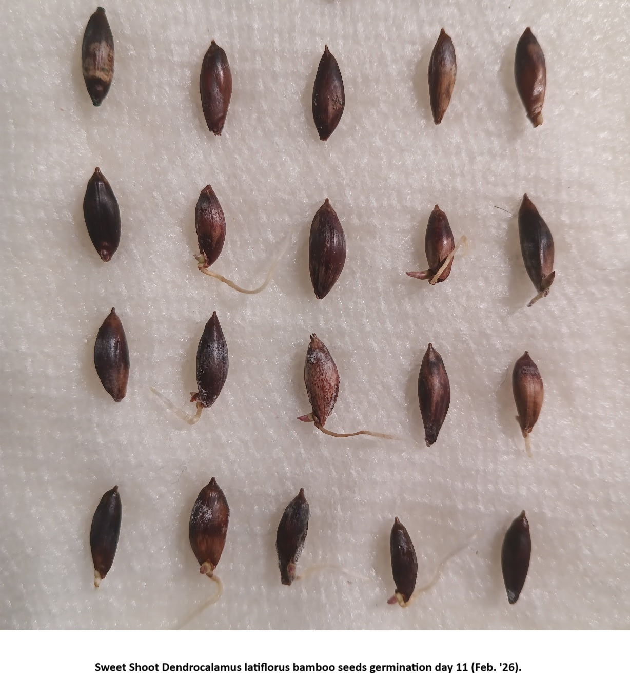 Sweet Shoot bamboo seeds germination