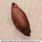 Sweet Shoot Bamboo seed demonstrating vigorous germination on day 2.