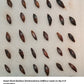 Germinating Dendrocalamus latiflorus Taiwan Giant bamboo seeds
