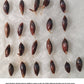 Taiwan Giant Bamboo Seeds