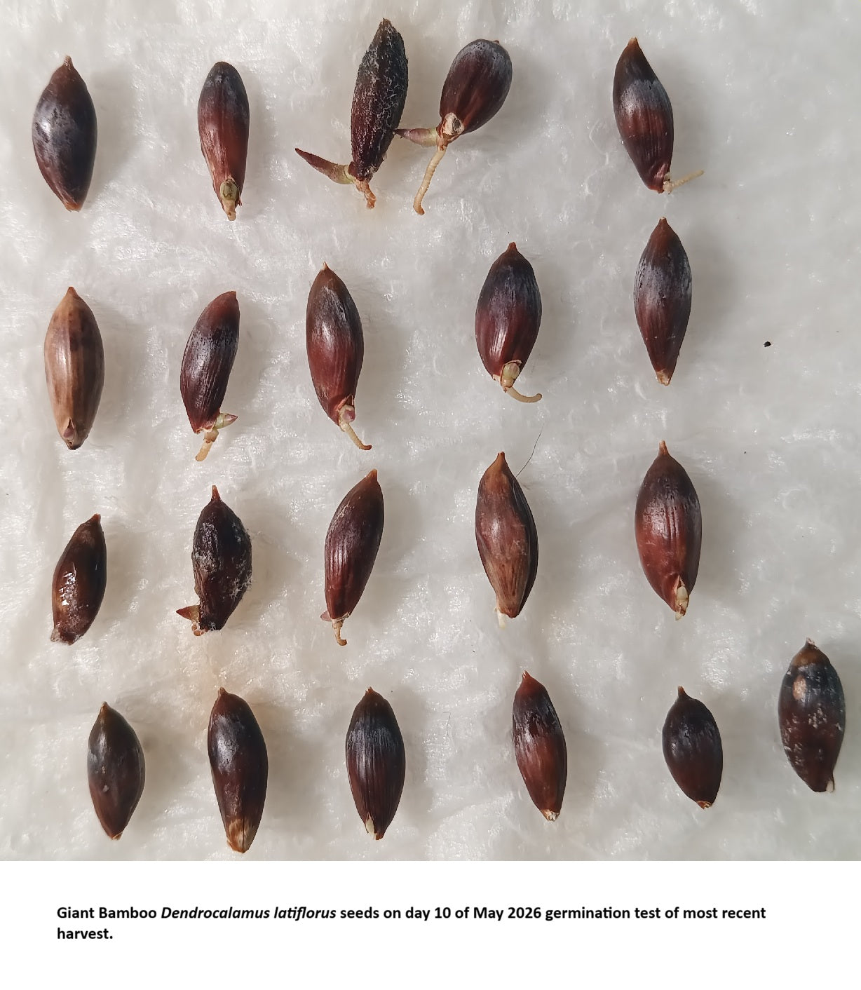 Taiwan Giant Bamboo Seeds
