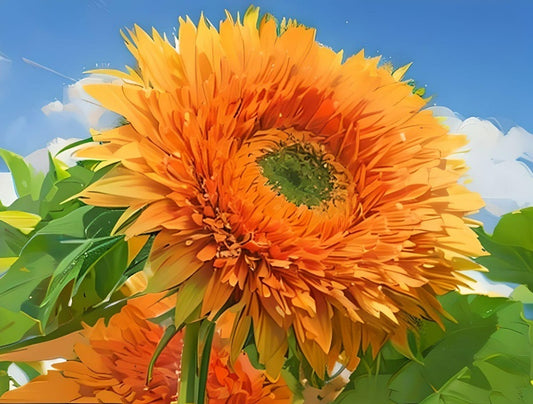 Teddy Bear Sunflower Seeds - The Bamboo Seed