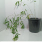 Temple bamboo plant grown from bamboo seed