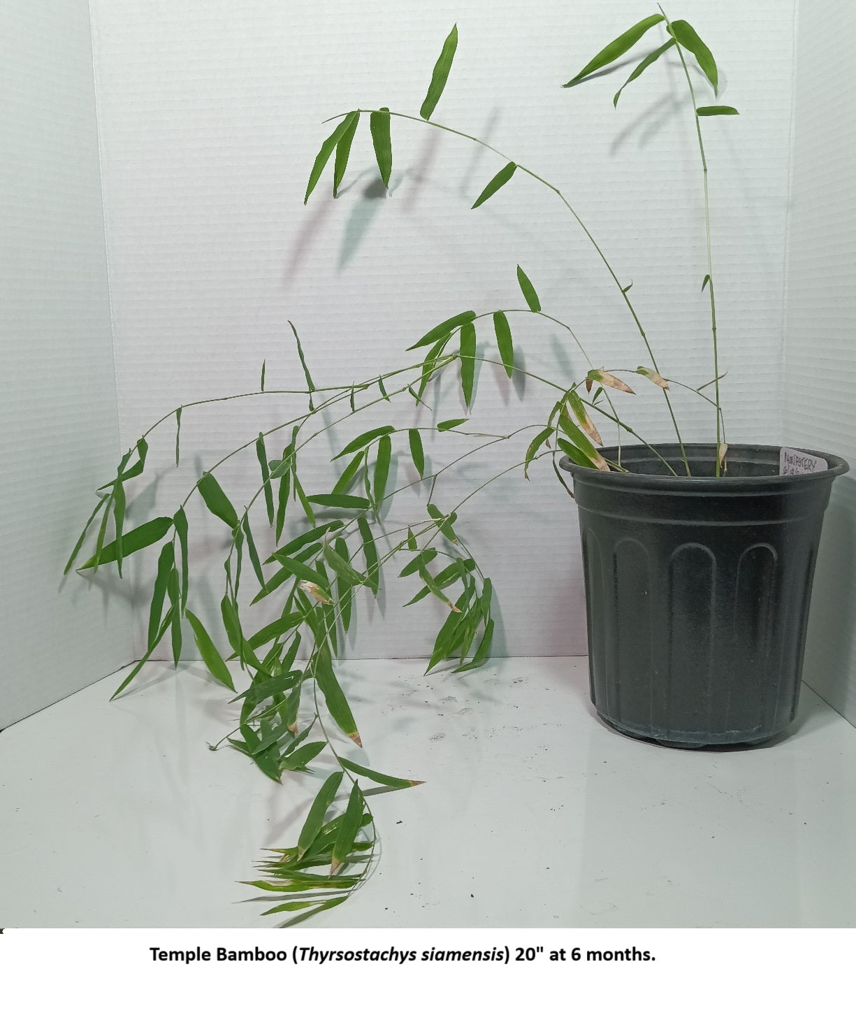 Temple bamboo plant grown from bamboo seed