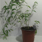 Monastery bamboo plant grown from seed