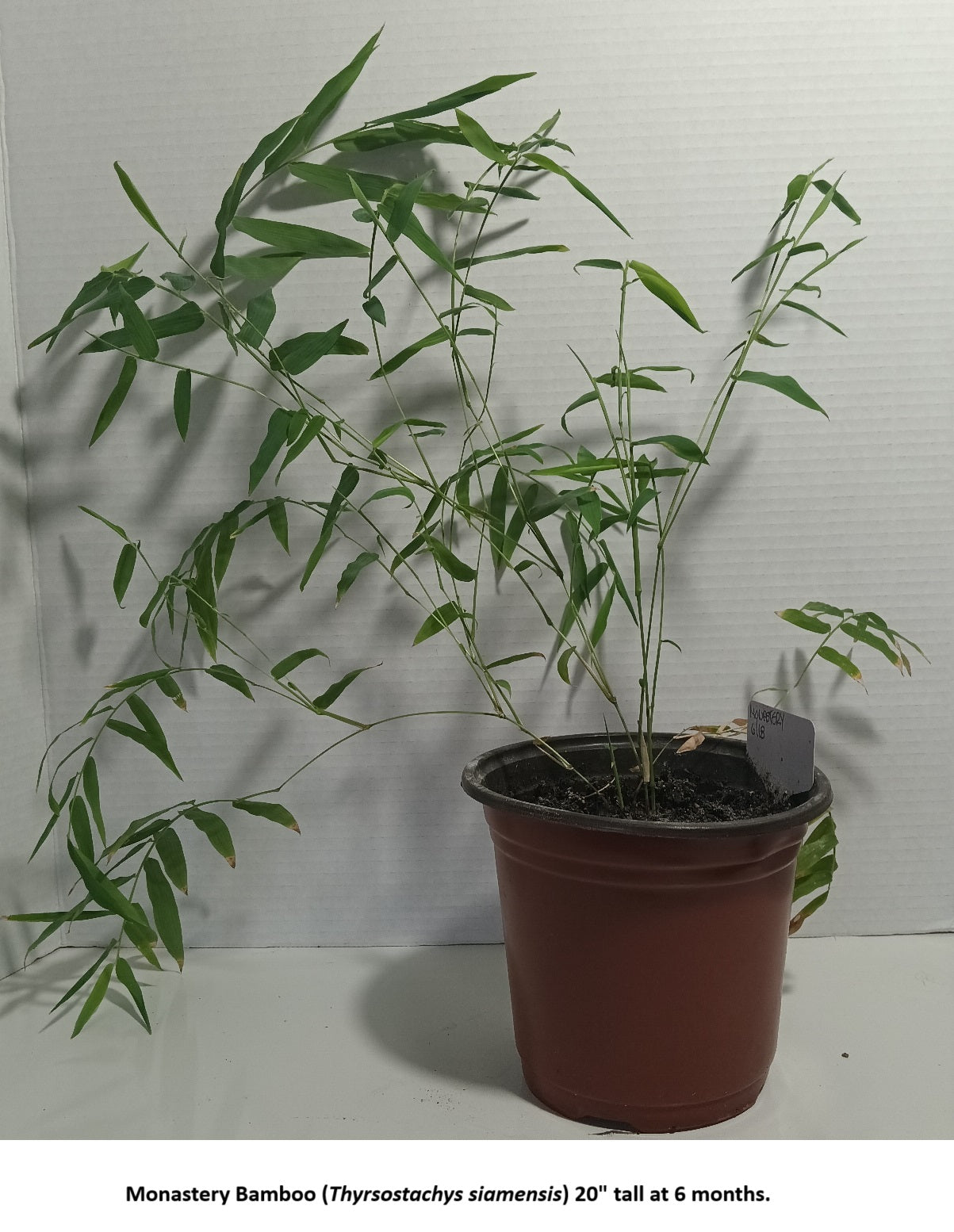 Monastery bamboo plant grown from seed