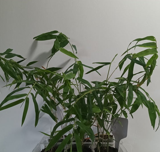 Thai Temple bamboo seedlings for sale