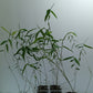 Temple bamboo seedlings for sale