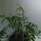 Thai bamboo seedlings for sale