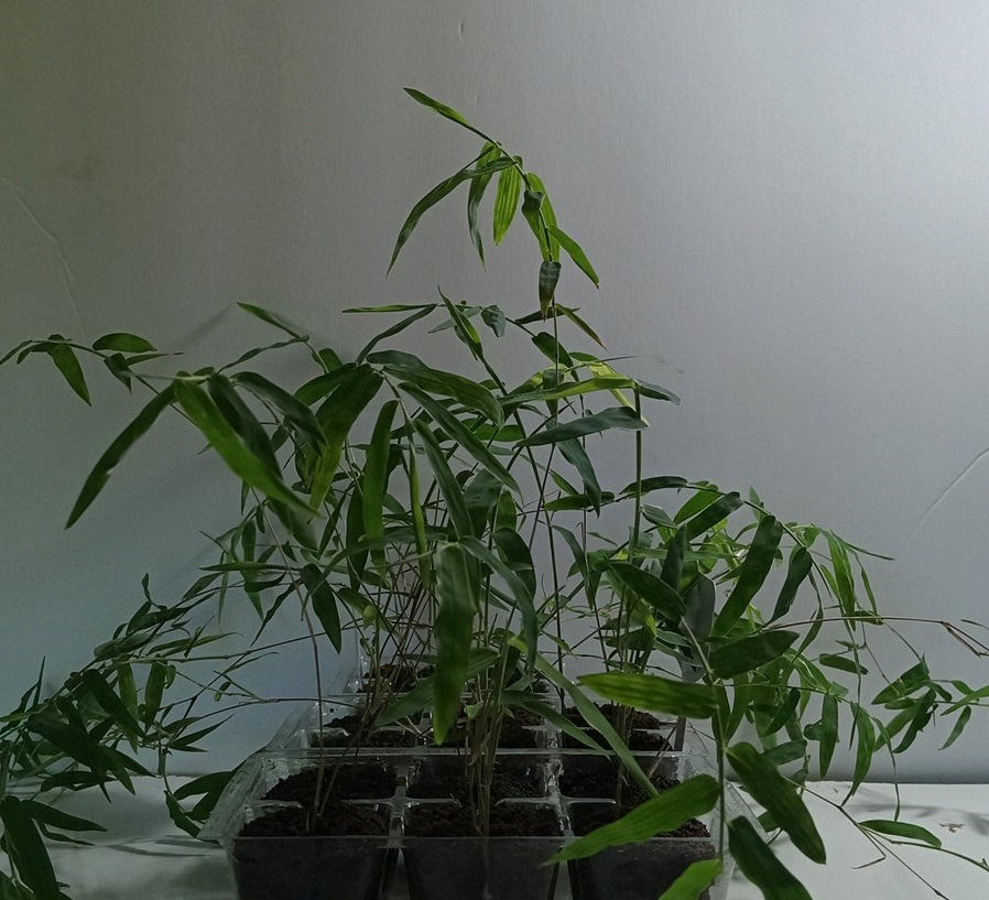 Thai bamboo seedlings for sale