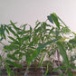 Monastery Bamboo Seedlings (4-pak)