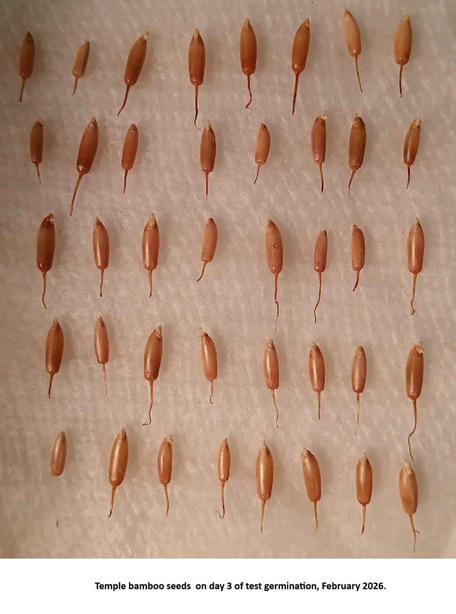 Temple bamboo seeds germination 2026