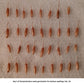 Germinating bamboo seeds for Temple Bamboo seedlings