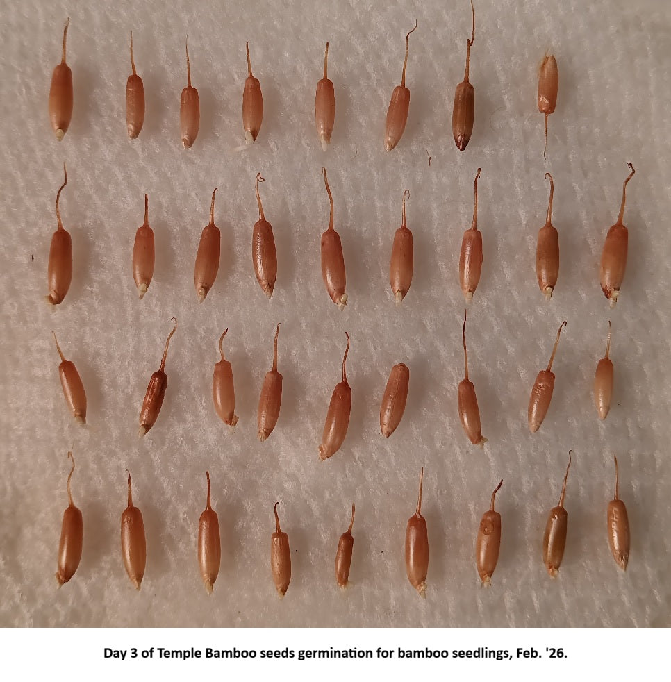 Germinating bamboo seeds for Temple Bamboo seedlings