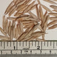 Monastery Bamboo Seeds - Thai Bamboo