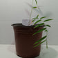 Tinwa Schizostachyum pergracile bamboo plant grown from bamboo seeds