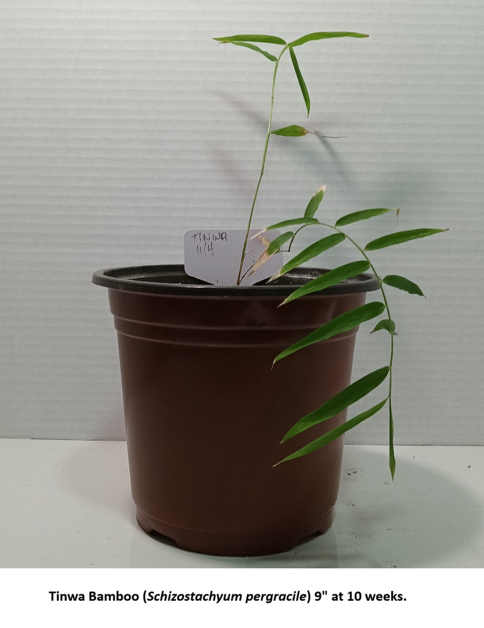 Tinwa Schizostachyum pergracile bamboo plant grown from bamboo seeds