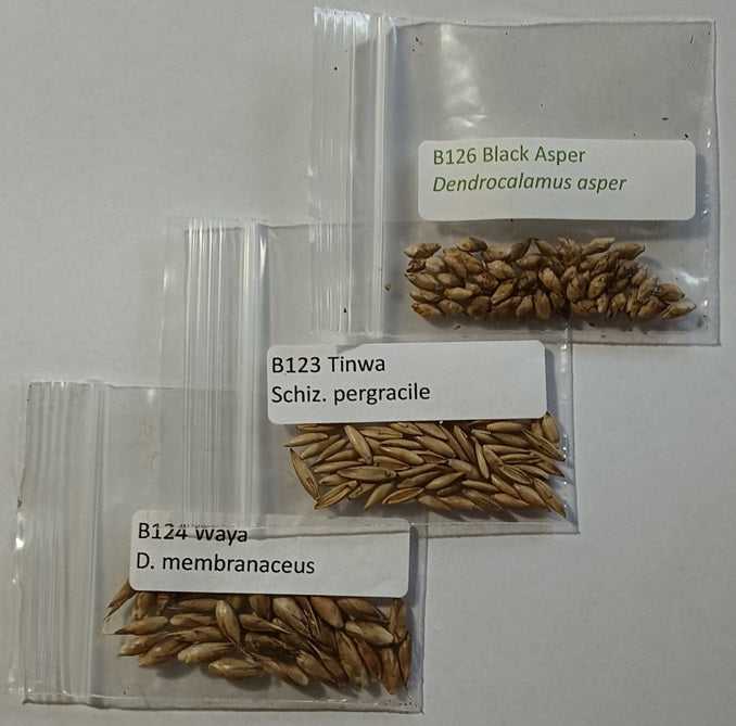 3 Varieties Tropical Bamboo Seeds Sampler