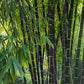 Black Bamboo Seeds - Tropical Black Bamboo Seeds - Gigantochloa atroviolacea bamboo seeds - The Bamboo Seed