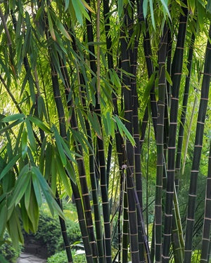 Black Bamboo Seeds - Tropical Black Bamboo Seeds - Gigantochloa atroviolacea bamboo seeds - The Bamboo Seed