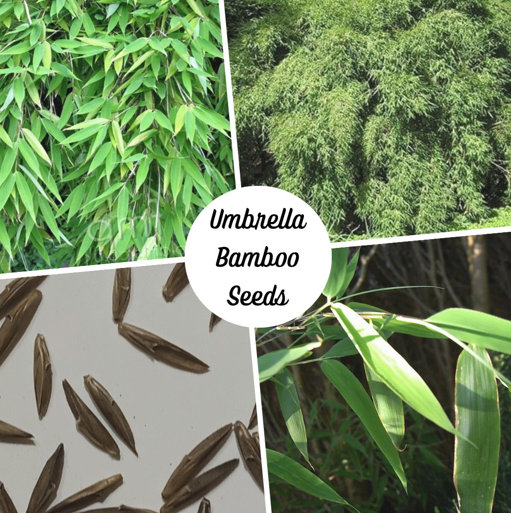 Clumping Bamboo Seeds - Fargesia murielae Umbrella bamboo seeds - The Bamboo Seed